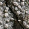 Lecanactis subabietina
